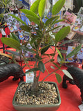BONSAI FICUS