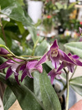 DENDROBIUM 14CM 