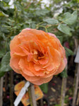 ROSA STANDARD MY YELLOW 3FT 20CM 