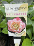 HELLEBORUS WINTER ELEGANCE PEACH MELBA 14CM 