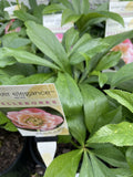 HELLEBORUS WINTER ELEGANCE PEACH MELBA 14CM 