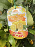 LEMON LISBON/EUREKA DOUBLE GRAFTED 25CM