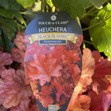 HEUCHERA PEACH FLAMBE 20CM