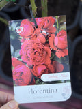 ROSE CLIMBING FLORENTINA (KORTRAMEILO) BARE ROOT