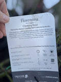 ROSE CLIMBING FLORENTINA (KORTRAMEILO) BARE ROOT