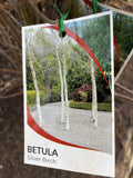 BETULA PENDULA 1.5M BARE ROOT