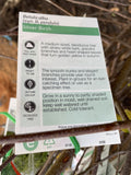 BETULA PENDULA 1.5M BARE ROOT