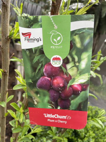 CHERRY X PLUM LITTLE CHUM BARE ROOT