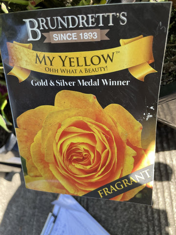 ROSA STANDARD MY YELLOW 3FT BARE ROOT