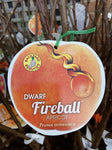 APRICOT DWARF FIREBALL BARE ROOT