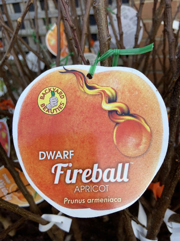 APRICOT DWARF FIREBALL BARE ROOT