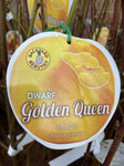 PEACH DWARF GOLDEN QUEEN BARE ROOT