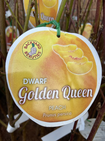 PEACH DWARF GOLDEN QUEEN BARE ROOT