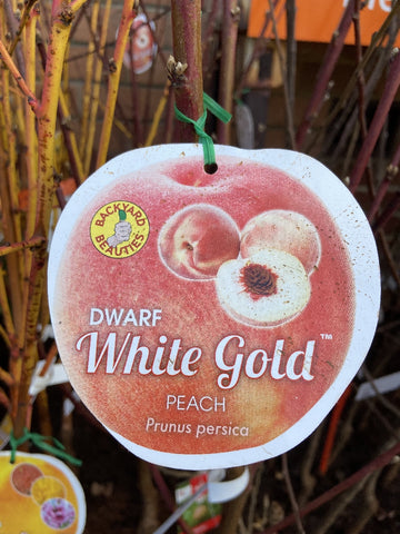 PEACH DWARF WHITE GOLD BARE ROOT