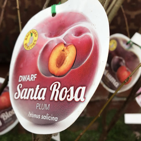 PLUM DWARF SANTA ROSA BARE ROOT