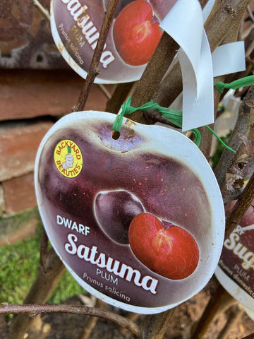 PLUM DWARF SATSUMA BARE ROOT