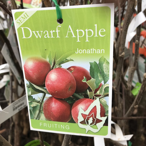 APPLE SEMI DWARF JONATHAN BARE ROOT 
