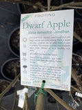 APPLE SEMI DWARF JONATHAN BARE ROOT 