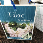 SYRINGA CORA BRANDT BARE ROOT