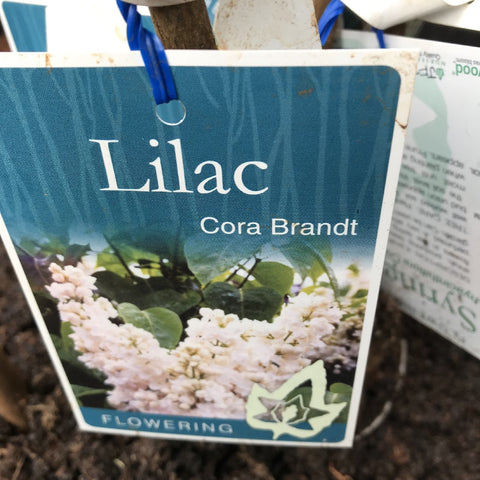 SYRINGA CORA BRANDT BARE ROOT