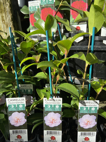 CAMELLIA TUBES 7CM 