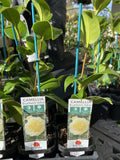 CAMELLIA TUBES 7CM 