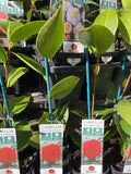CAMELLIA TUBES 7CM 