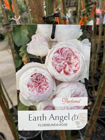 ROSE EARTH ANGEL 20CM 
