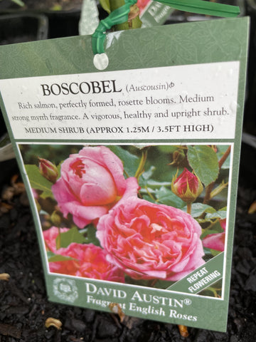 ROSE DAVID AUSTIN BOSCOBEL 20CM 