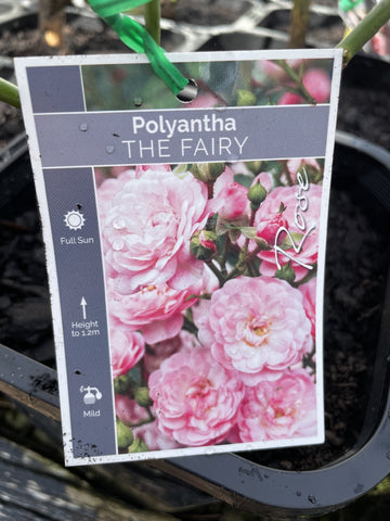 ROSA THE FAIRY BARE ROOT