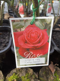ROSE STANDARD CAMP DAVID 3FT BARE ROOT 