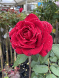 ROSE STANDARD CAMP DAVID 3FT BARE ROOT 