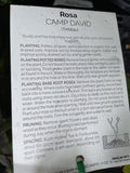 ROSE STANDARD CAMP DAVID 3FT BARE ROOT 