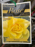ROSE STANDARD FRIESIA 3FT BARE ROOT