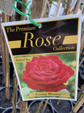 ROSE STANDARD LOVING MEMORY 3FT BARE ROOT 