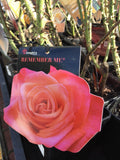 ROSE STANDARD REMEMBER ME 2FT BARE ROOT