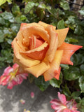 ROSE STANDARD REMEMBER ME 2FT BARE ROOT