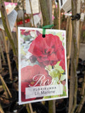 ROSE STANDARD LILLI MARLENE 3FT BARE ROOT 