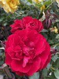 ROSE STANDARD LILLI MARLENE 3FT BARE ROOT 