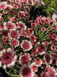 ACTINODIUM CUNNINGHAMII ALBANY DAISY 14CM