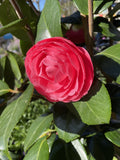 CAMELLIA KATHERINE NUCCIO 25CM