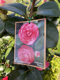 CAMELLIA KATHERINE NUCCIO 25CM