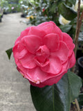 CAMELLIA KATHERINE NUCCIO 25CM
