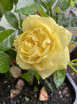 ROSA DELBARD AMNESTY INTERNATIONAL 20CM 