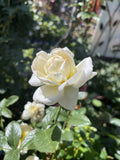 ROSE DELBARD CLIMBING AMNESTY INTERNATIONAL 20CM 