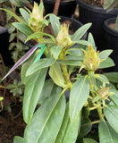 RHODODENDRON PURPLE SPLENDOUR 352MM