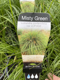 LOMANDRA MISTY GREEN 14CM