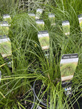 LOMANDRA MISTY GREEN 14CM
