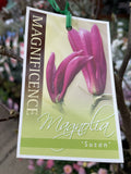MAGNOLIA SUSAN 30CM