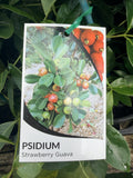 PSIDIUM CATTLEIANUM 14CM